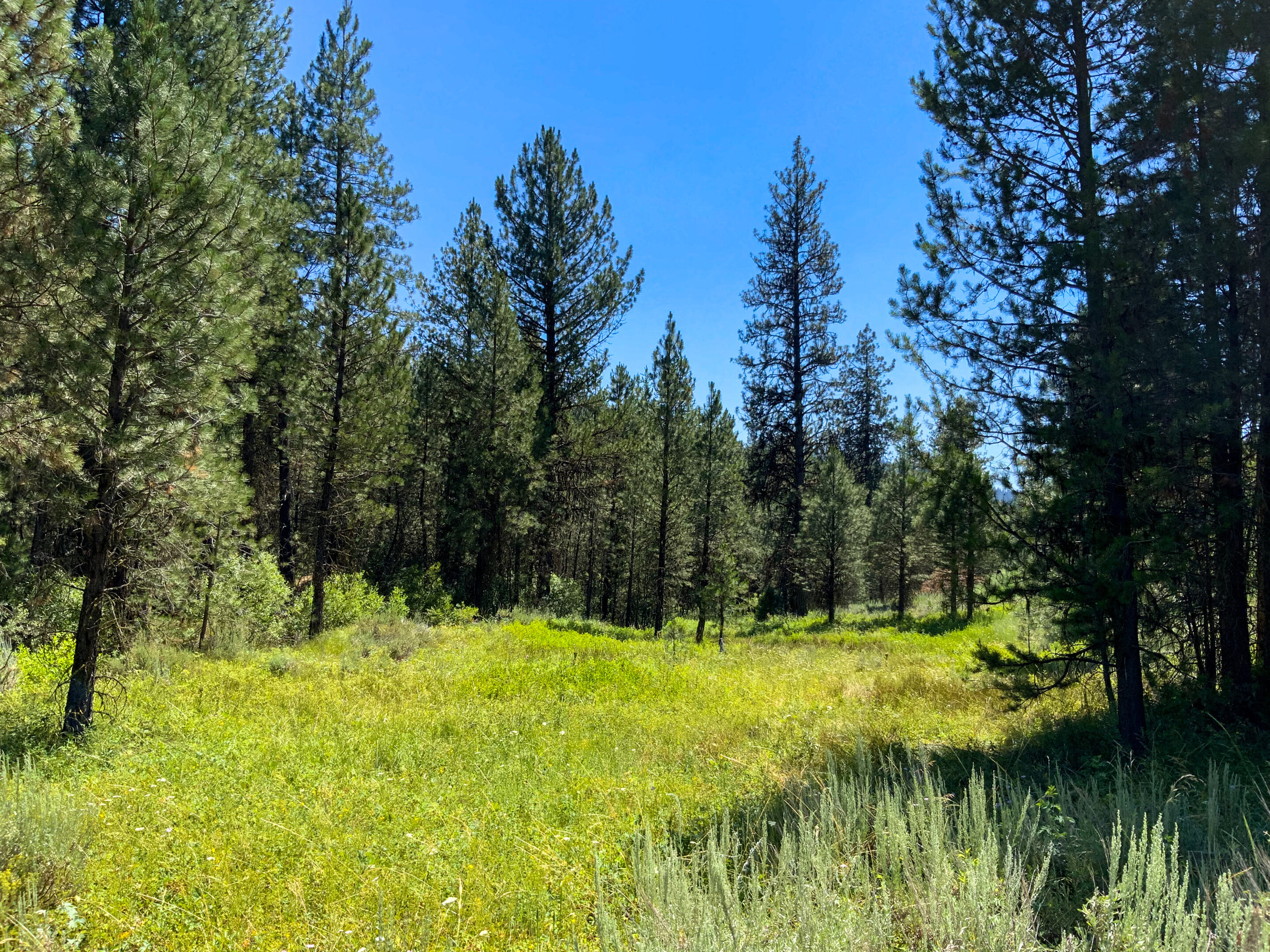 49.272 Acres For Sale Near Idaho City, ID | Wilks Ranch Brokers